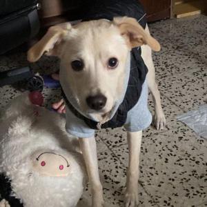 TOBBY 4* (CASO EXTERNO)