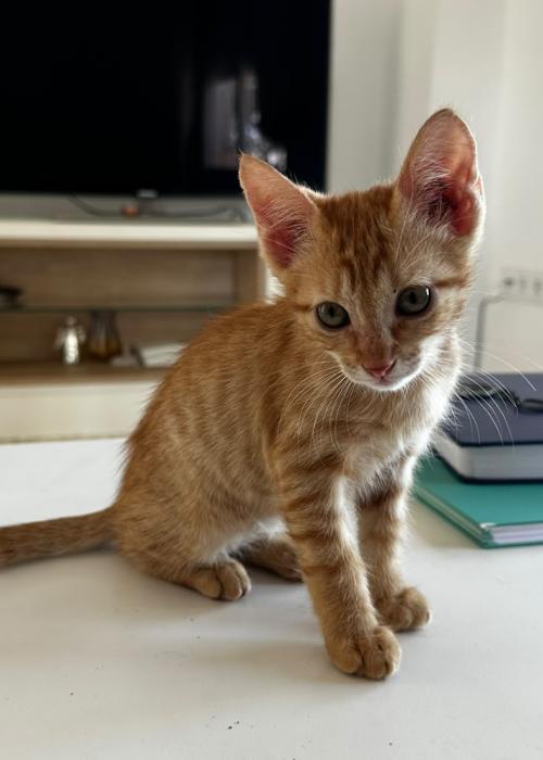 TOBI* (CASO EXTERNO)