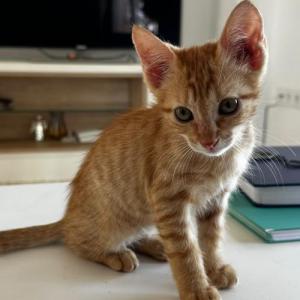 TOBI* (CASO EXTERNO)