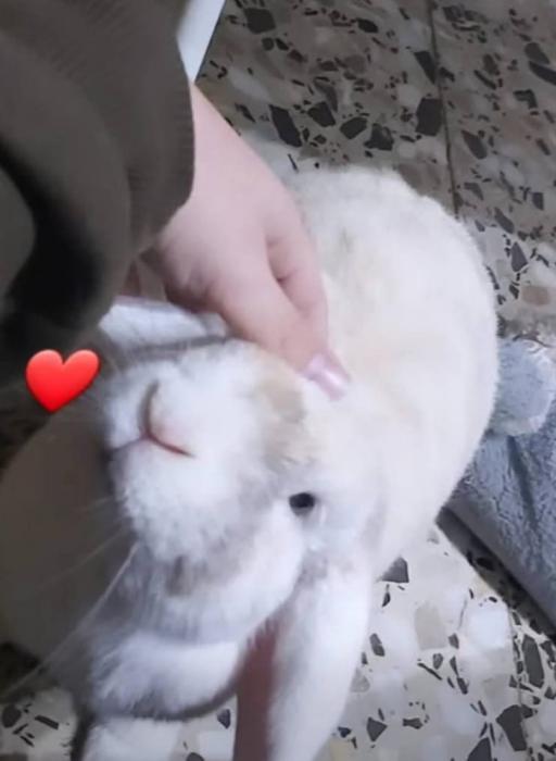 GORDO* (CASO EXTERNO)