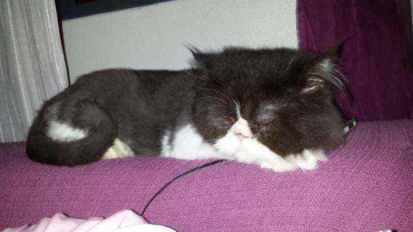 Michi Michi