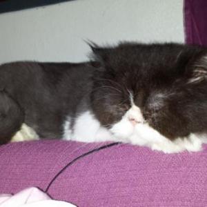 Michi