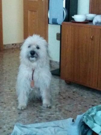 Pili*