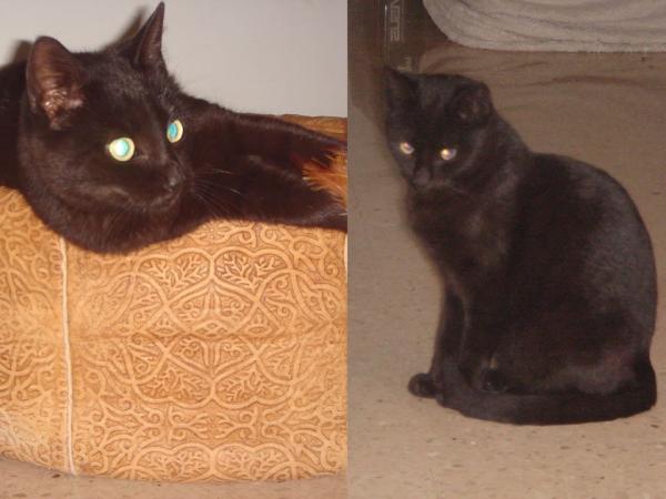Gato Negro Gato Negro