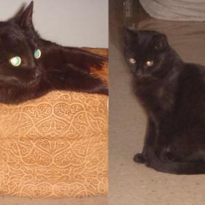 Gato Negro