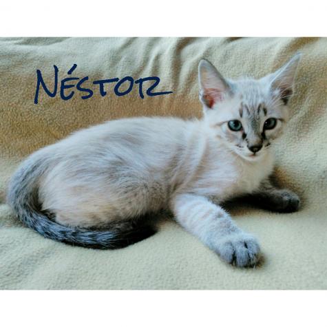 NÉSTOR*