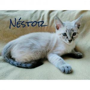 NSTOR*