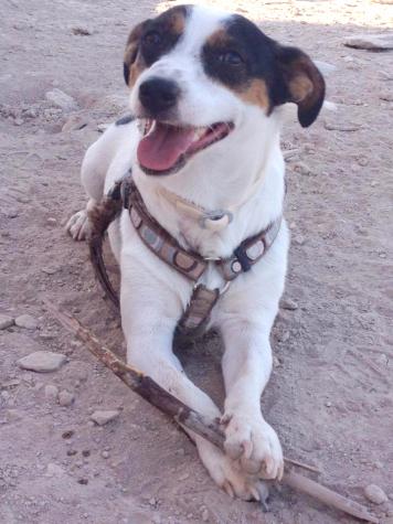TOBY 2*