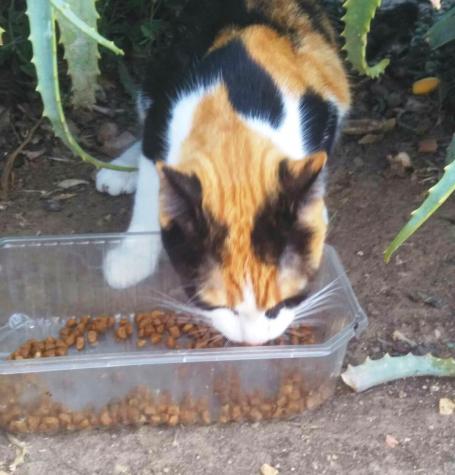 Gatita tricolor* Gatita tricolor*
