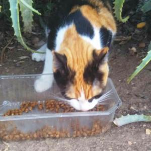 Gatita tricolor*