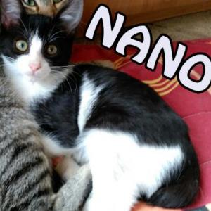 Nano*